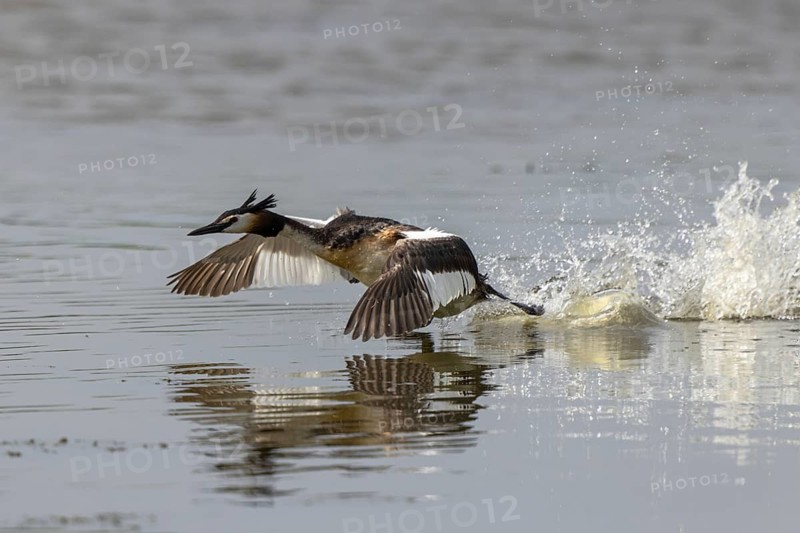 Great Crested Grebe (Podiceps cristatus) taking flight, Netherlands