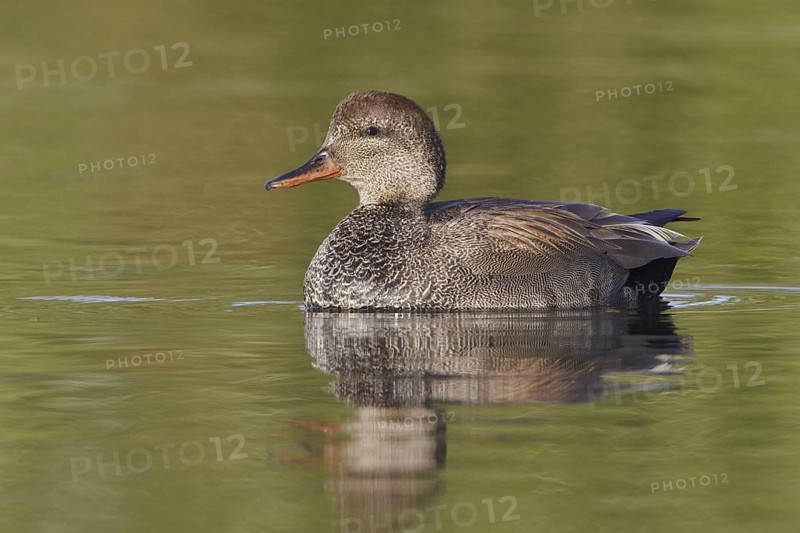 Gadwall (Mareca strepera) female, Ontario, Canada