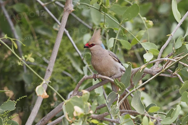 Blue-naped Mousebird, Urocolius macrourus, Kenya, Samburu