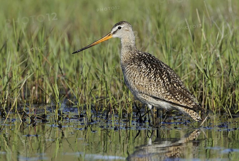 Marbled Godwit (Limosa fedoa), Texas, USA