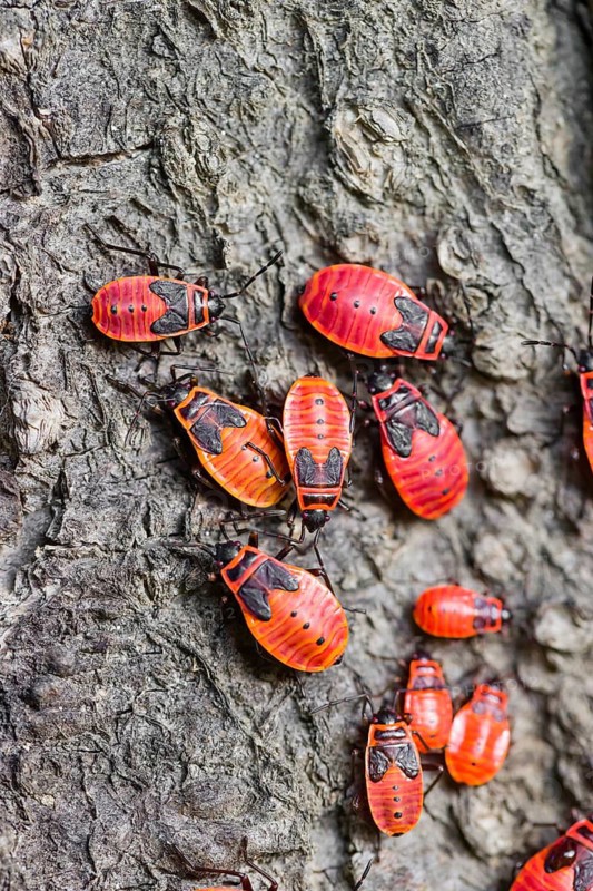 A group of firebug nymphs, Pyrrhocoris apterus, sit on the bark of a tree