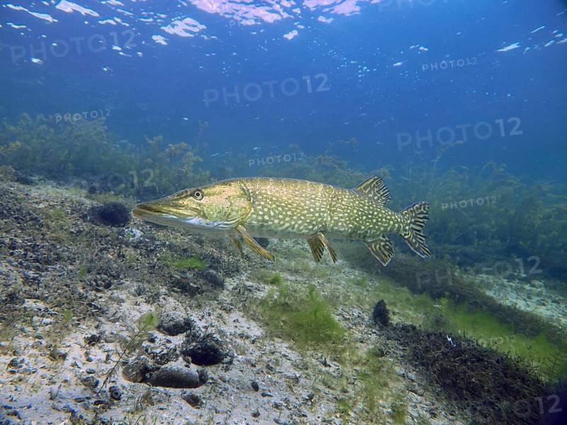 A pike (Esox lucius) glides over sandy bottom and plants in clear water, soft light. Dive site Parkhaus Post, Überlingen, Lake Constance, Germany