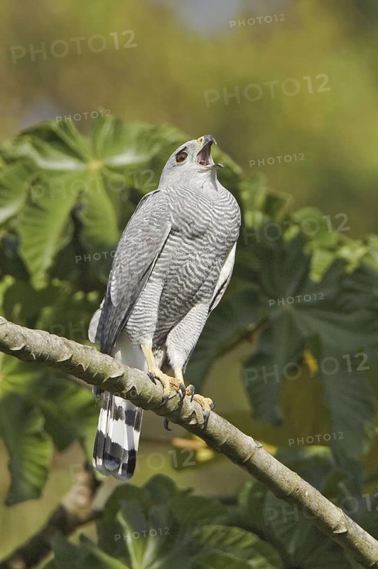 Grey-lined Hawk (Buteo nitidus), Ecuador