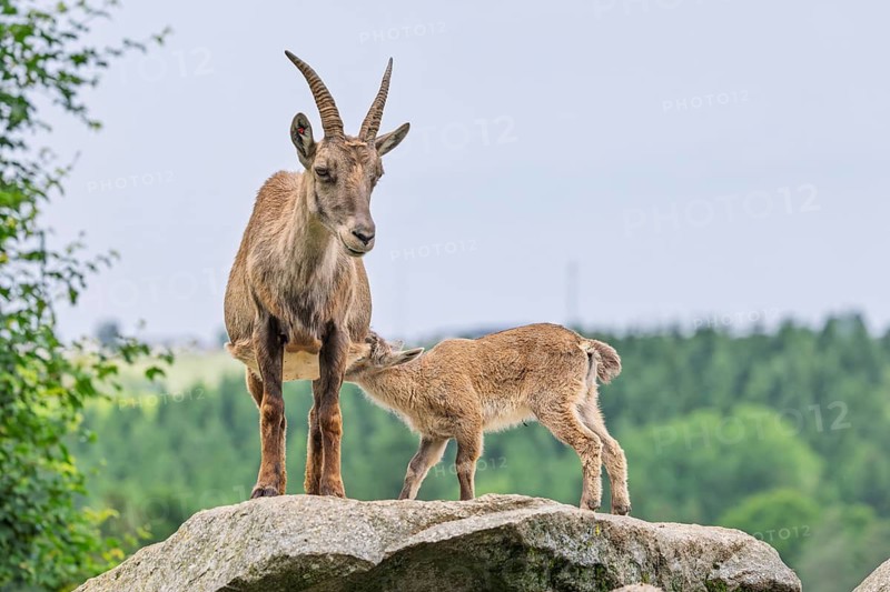 An adult female ibex (Capra ibex) stands on a rock and suckles her young. A forest can be seen in the background. Carinthia, Austria