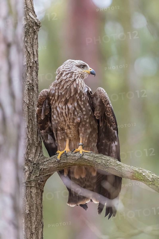 One black kite (Milvus migrans) sitting on a branch of a tree in a forest