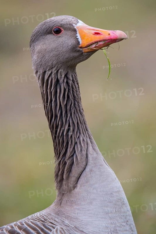 Greylag Goose (Anser anser), Lower Saxony, Germany