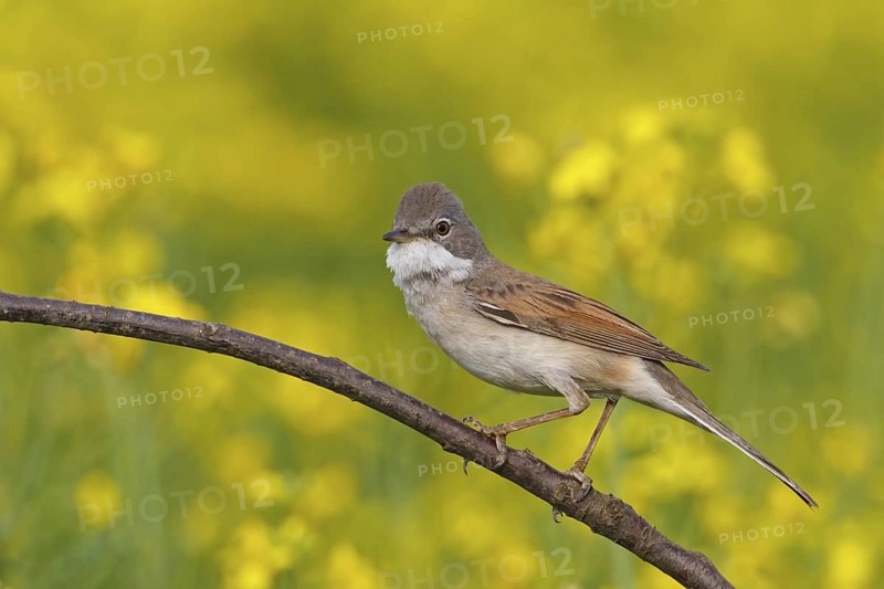 Common Whitethroat (Sylvia communis), Rhineland-Palatinate, Germany