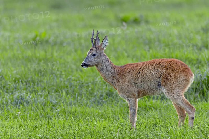 On the opposite bank of the river, this old roebuck (Capreolus capreolus) is threatened by a younger buck, the old one watches the spectacle for a while and then retreats, leaf season, mating season, August, Germany