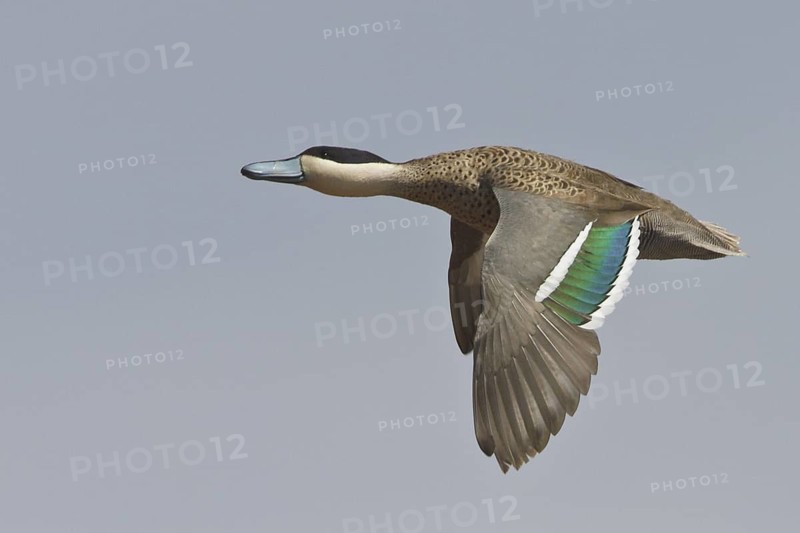 Puna Teal (Anas puna) in flight in Bolivia, South America