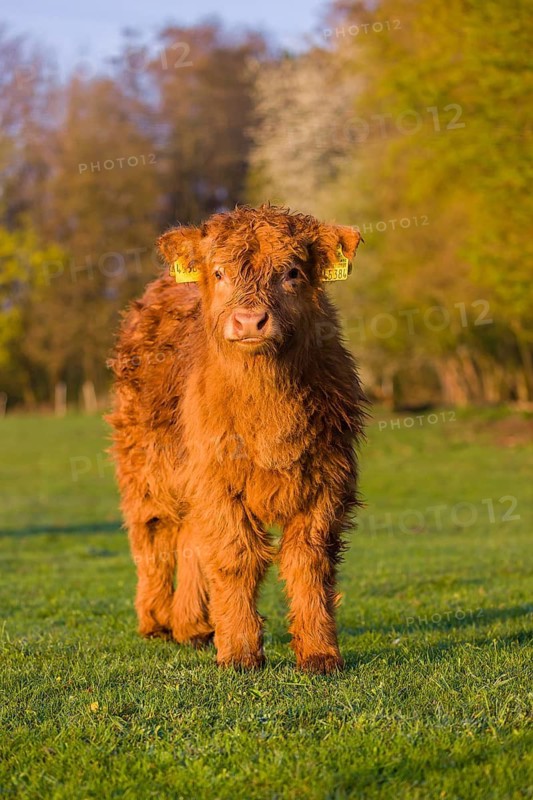 One Highland calf (Bos primigenius) taurus) stands on a meadow