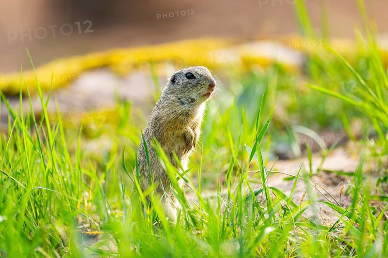 European ground squirrel (Spermophilus citellus) on a meadow, Bavaria, Germany