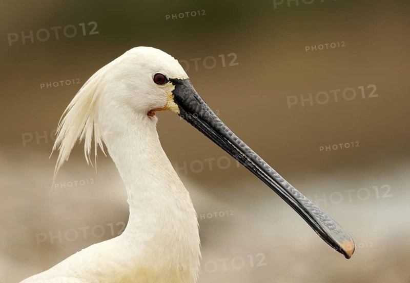 Eurasian Spoonbill (Platalea leucorodia), Schleswig-Holstein, Germany