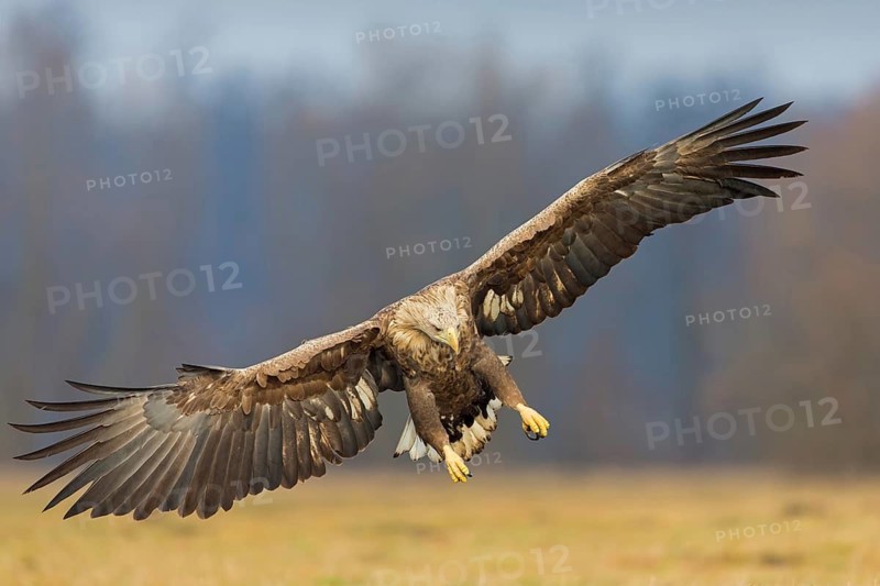 White-tailed eagle, hawk family, animals, birds, birds of prey, (Haliaeetus albicilla), biotope, habitat, foraging, centrapoles, Kutno, Lodz, Poland