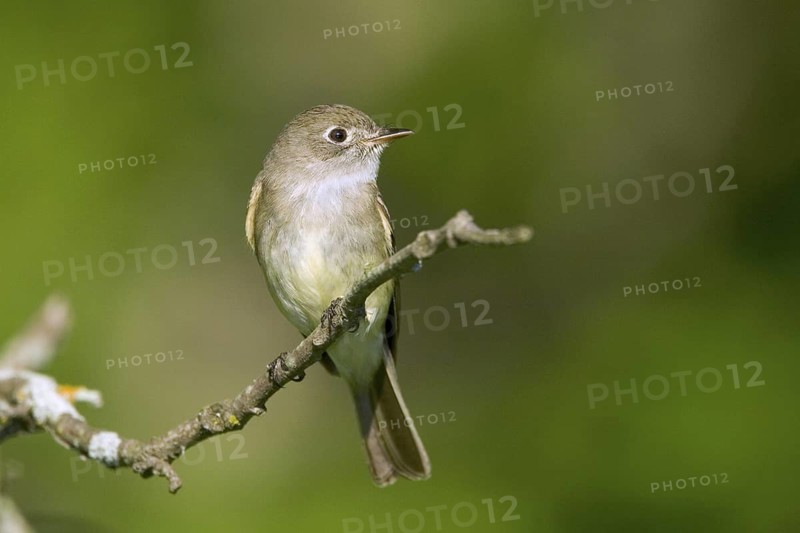 Least Flycatcher Empidonax minimus Tamarack, Aitkin County, Minnesota, United States 11 June Adult Tyrranidae