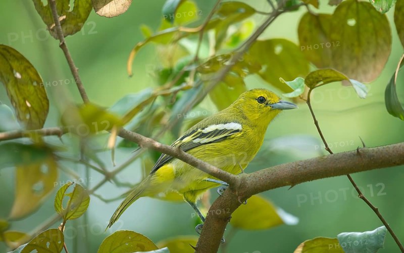 Common Iora (Aegithina tiphia) sitting on a tree branch, Gazipur, Bangladesh
