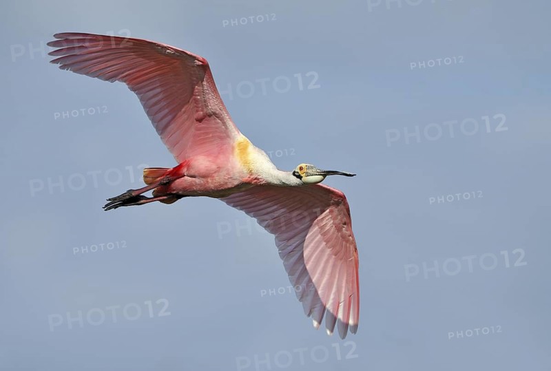 Roseate Spoonbill (Platalea ajaja), Texas, USA
