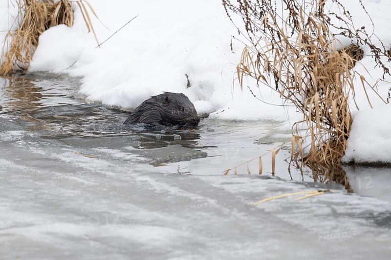 European beaver (Casor fibre), beaver going to the shore in winter, Tyrol, Austria