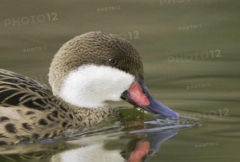White-cheeked Pintail (Anas bahamensis), Arizona, USA