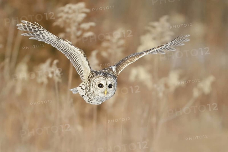 Barred Owl (Strix varia), Ontario, Canada