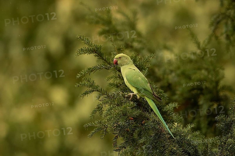 Rose-ringed Parakeet (Psittacula krameri) female perched in European yew (Taxus baccata) tree, Hesse, Germany