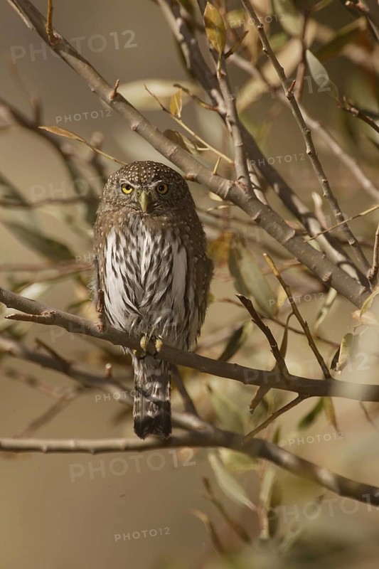 Northern Pygmy Owl (Glaucidium californicum), California, USA