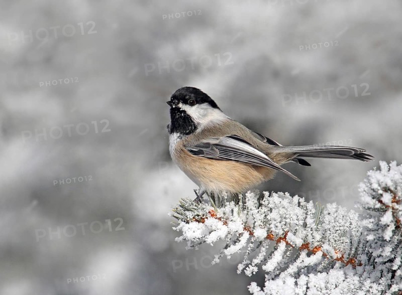 Black-capped Chickadee (Poecile atricapillus), Saskatchewan, Canada
