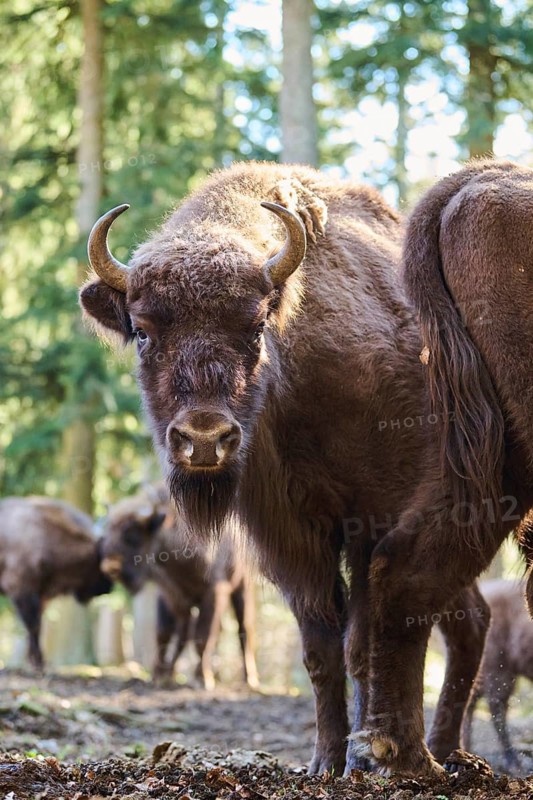 European bison (Bison bonasus) in a forest in spring, Bavarian Forest, Germany