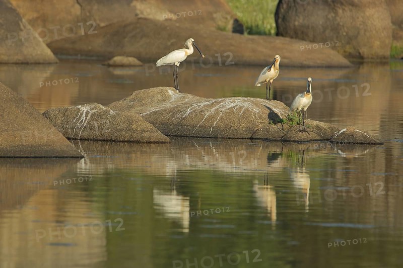 Three spoonbills (Platalea leucorodia) on a rock in the water, reflection, riverside landscape, Los Barruecos, Malpartida de Caceres, Caceres, Extremadura, Spain