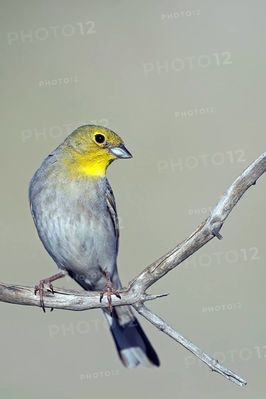 Turkey Bunting, Cinereous Bunting, Lesvos, Greece