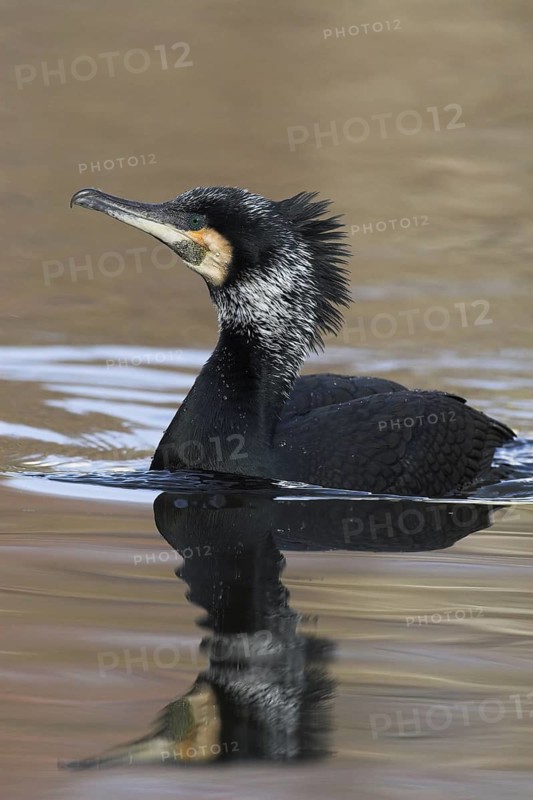 Great Cormorant (Phalacrocorax carbo), Baden-Wuerttemberg, Germany