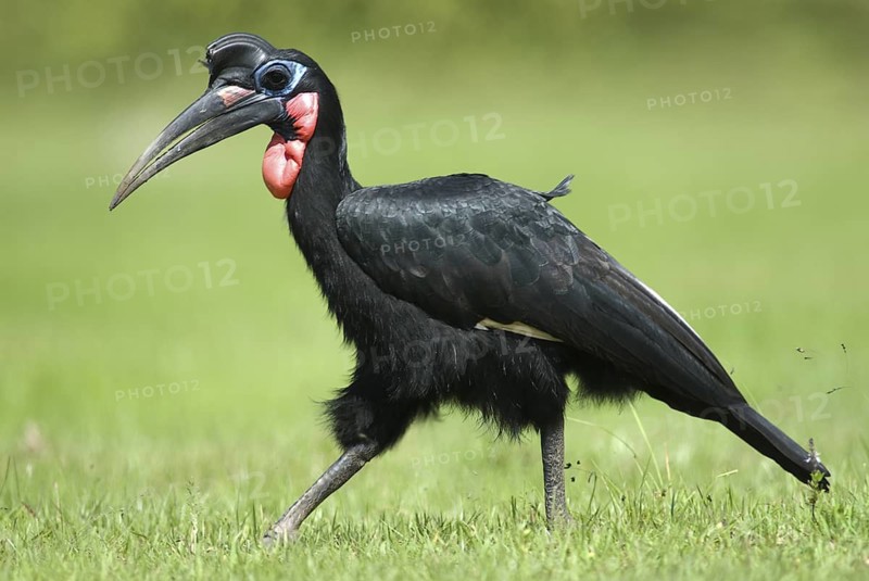 Abyssinian Ground Hornbill (Bucorvus abyssinicus), Ethiopia
