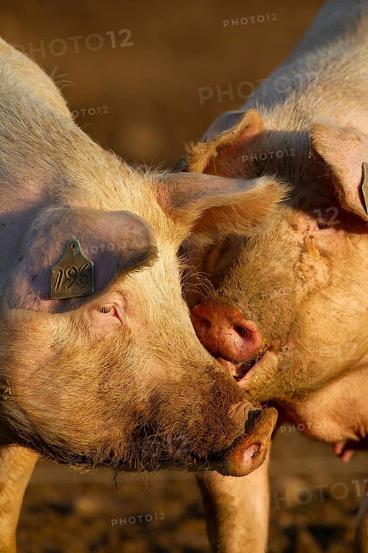 Domestic pig (Sus scrofa domesticus) two adult farm animals standing in mud in a field, England, United Kingdom