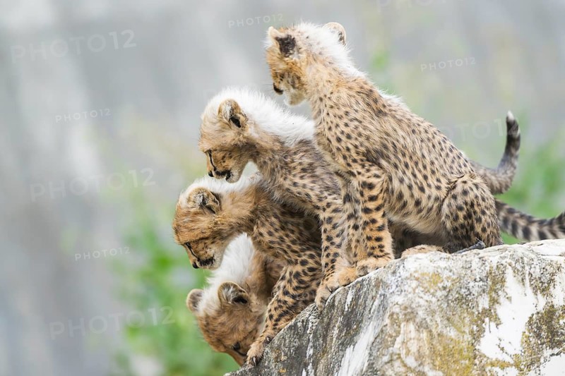 Cheetah (Acinonyx jubatus) youngsters playing with each other, captive, occurrence Africa