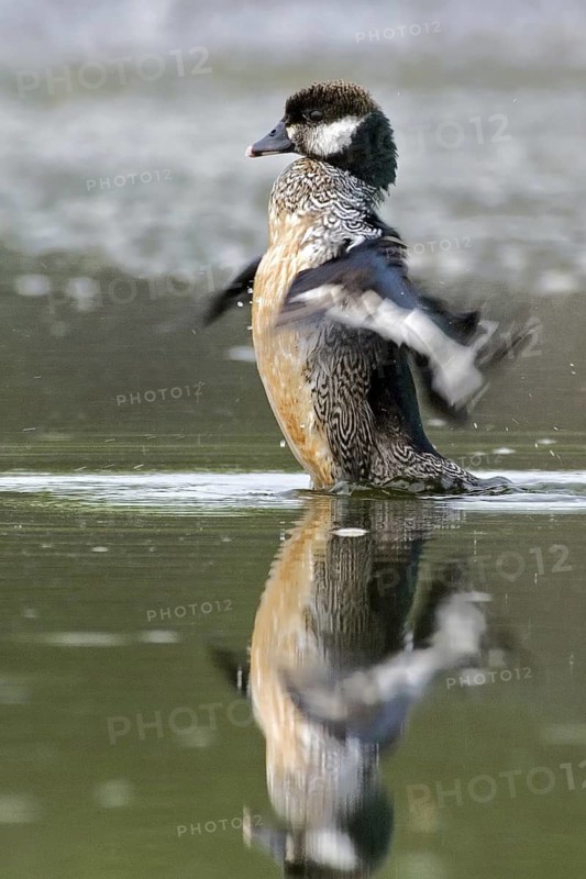 Green Pygmy Goose (Nettapus pulchellus) male, Northern Territory, Australia