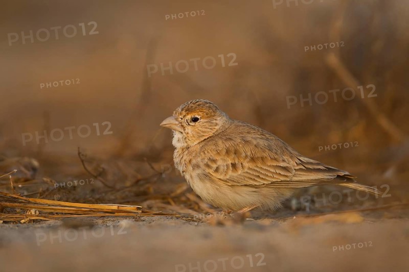 White-crowned Sparrowlark - Weissstirnlerche - Eremopterix nigriceps ssp. melanauchen, Sultanate of Oman, adult female