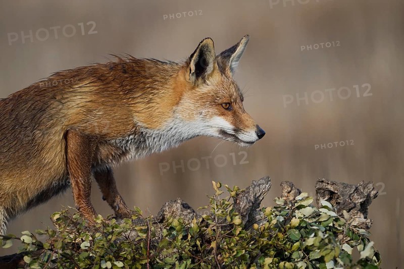 A vigilant red fox perched on a field's edge, scanning the surroundings with keen eyes ready to hunt, beautifully captured in its natural environment