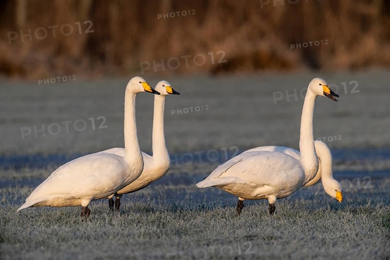 Whooper swans (Cygnus cygnus), Emsland, Lower Saxony, Germany