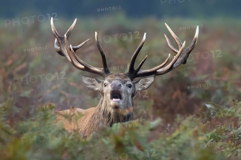 Red deer (Cervus elaphus) adult male stag animal roaring in the rutting season amongst autumn colour bracken leaves, England, United Kingdom