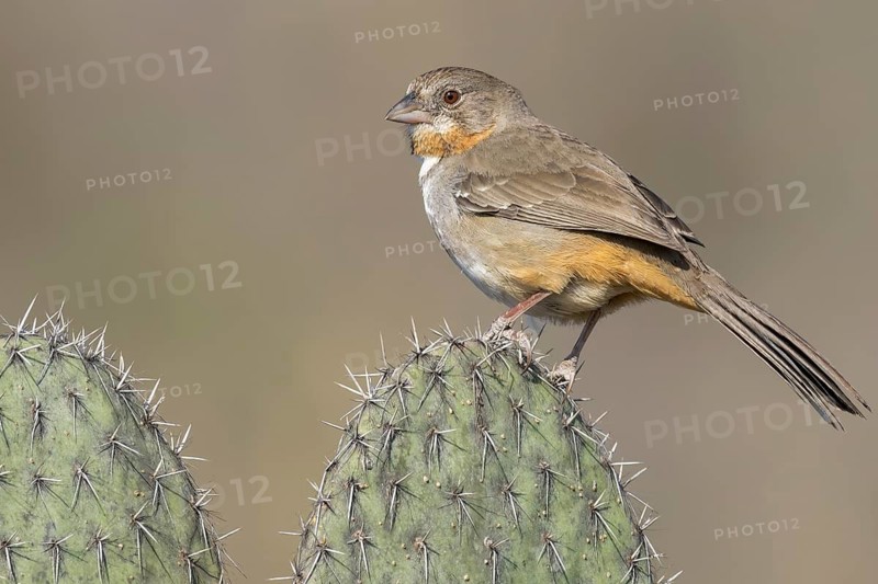 White-throated Towhee (Melozone albicollis) perched on a branch in Oaxaca, Mexico