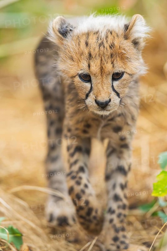 Cheetah (Acinonyx jubatus) youngster walking on a meadow, captive, occurrence Africa