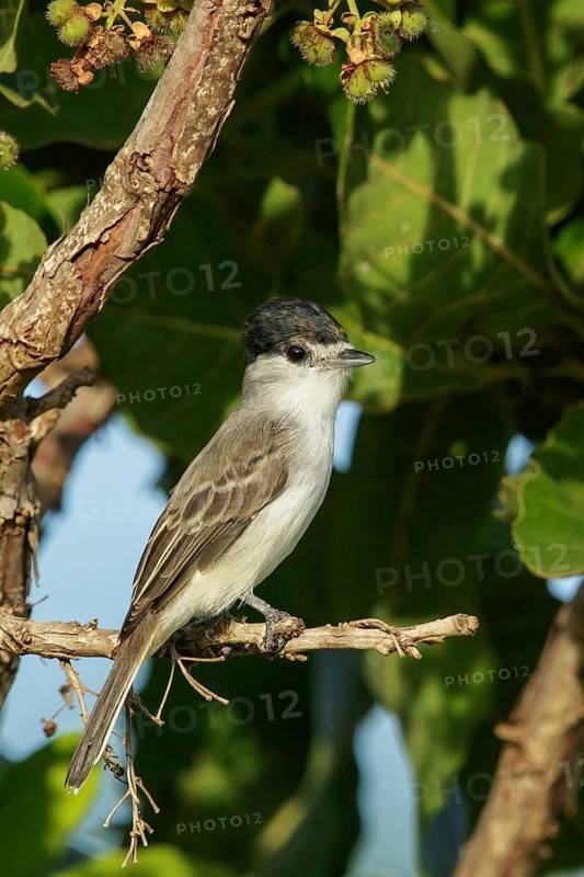 White-naped Xenopsaris (Xenopsaris albinucha) perched on a branch in the rainforest of Guyana