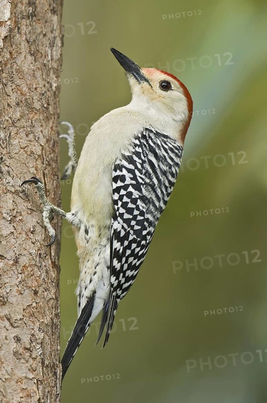 Red-bellied Woodpecker (Melanerpes carolinus), Florida, USA
