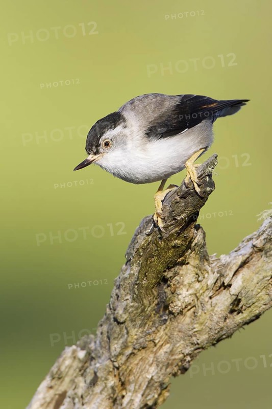 Varied Sittella (Daphoenositta chrysoptera), Victoria, Australia