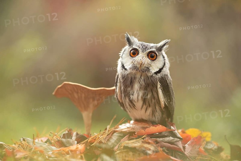 Southern White-faced Owl (Ptilopsis granti) captive, Germany
