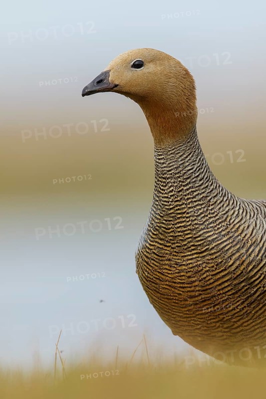 Ruddy-headed Goose (Chloephaga rubidiceps) feeding along the shoreline in the Falkland Islands