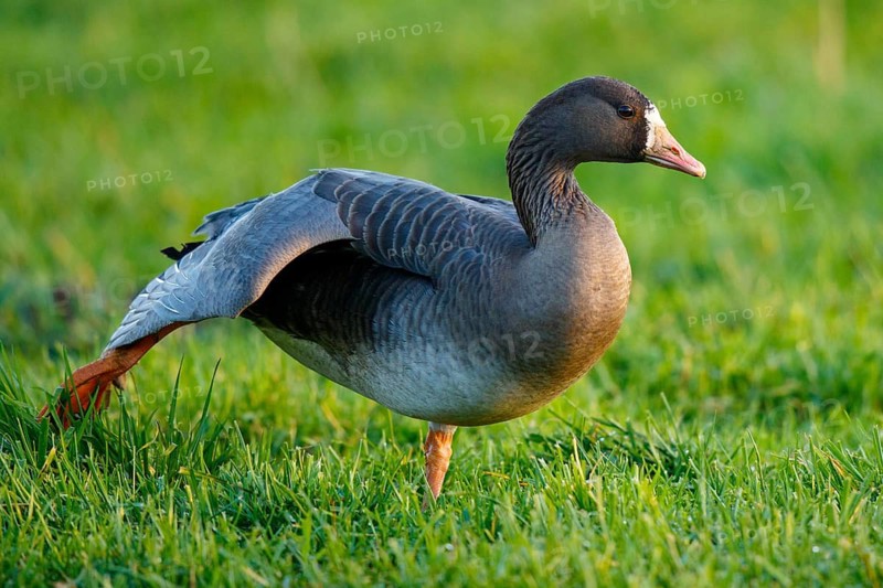 Greater White-fronted Goose (Anser albifrons) stretching, North Rhine-Westphalia, Germany