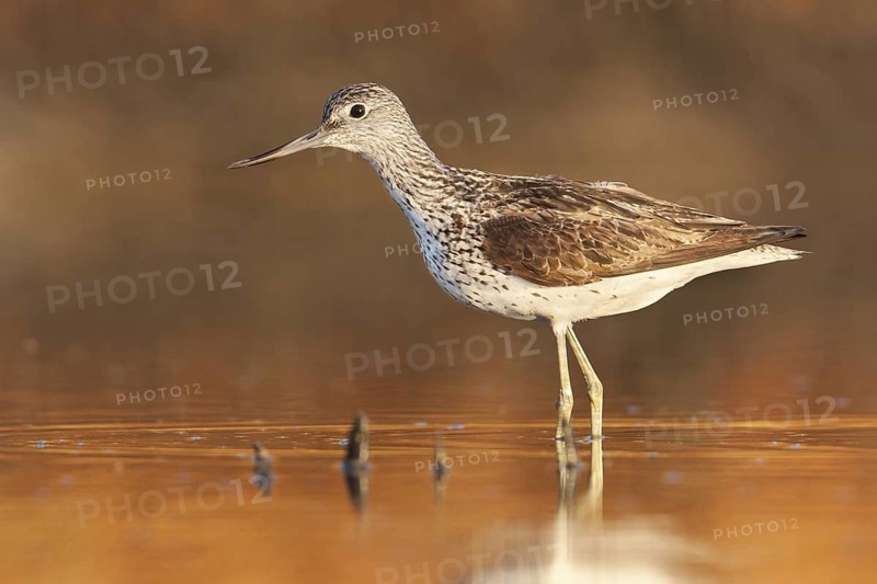Common Greenshank (Tringa nebularia), Greece