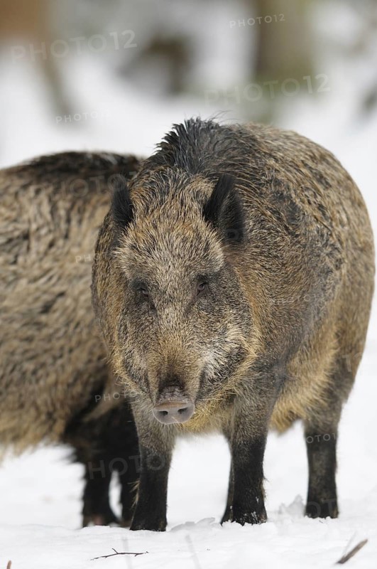 A wild boar looks directly into the camera in the winter forest, Wild boar (Sus scrofa), Bavarian Forest National Park