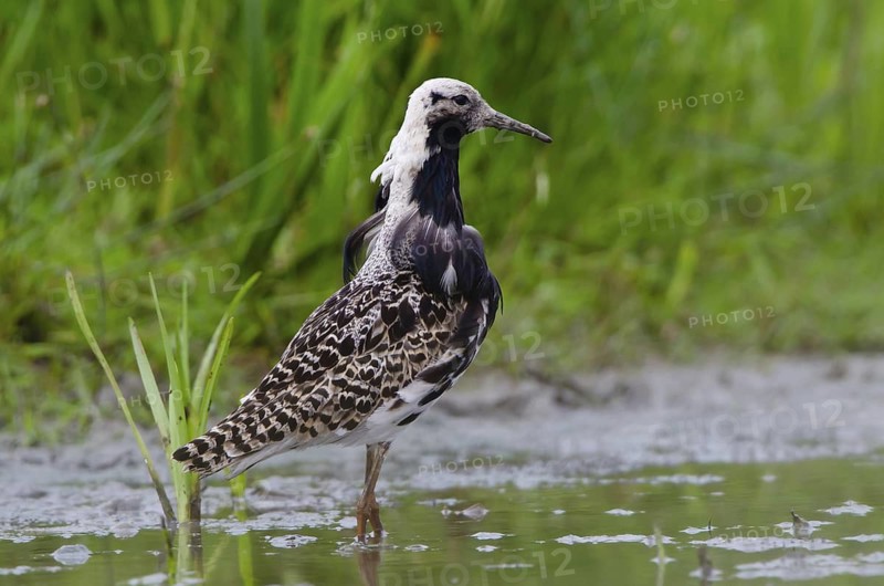 Ruff (Calidris pugnax) male, Schleswig-Holstein, Germany