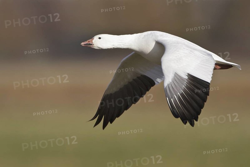 Snow Goose (Anser caerulescens) flying, New Mexico, USA